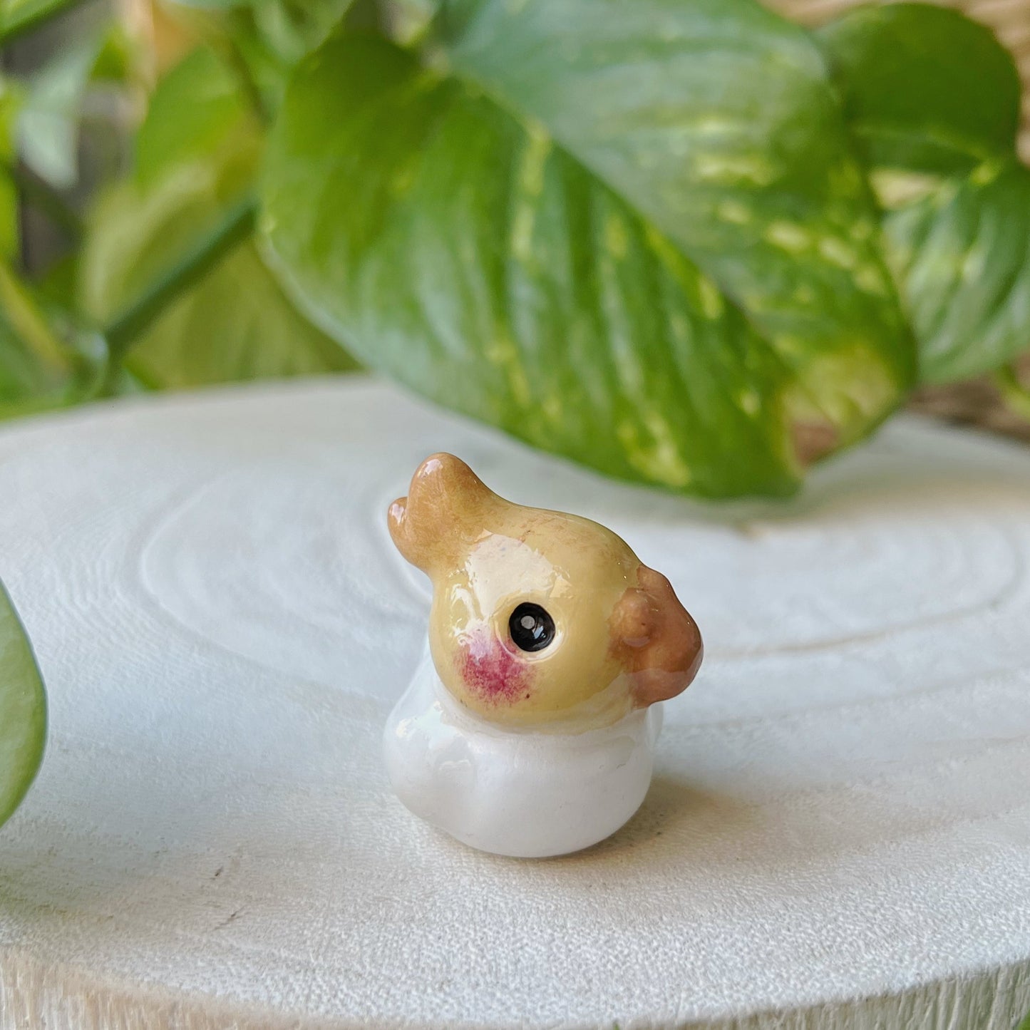 Mini calopsitte