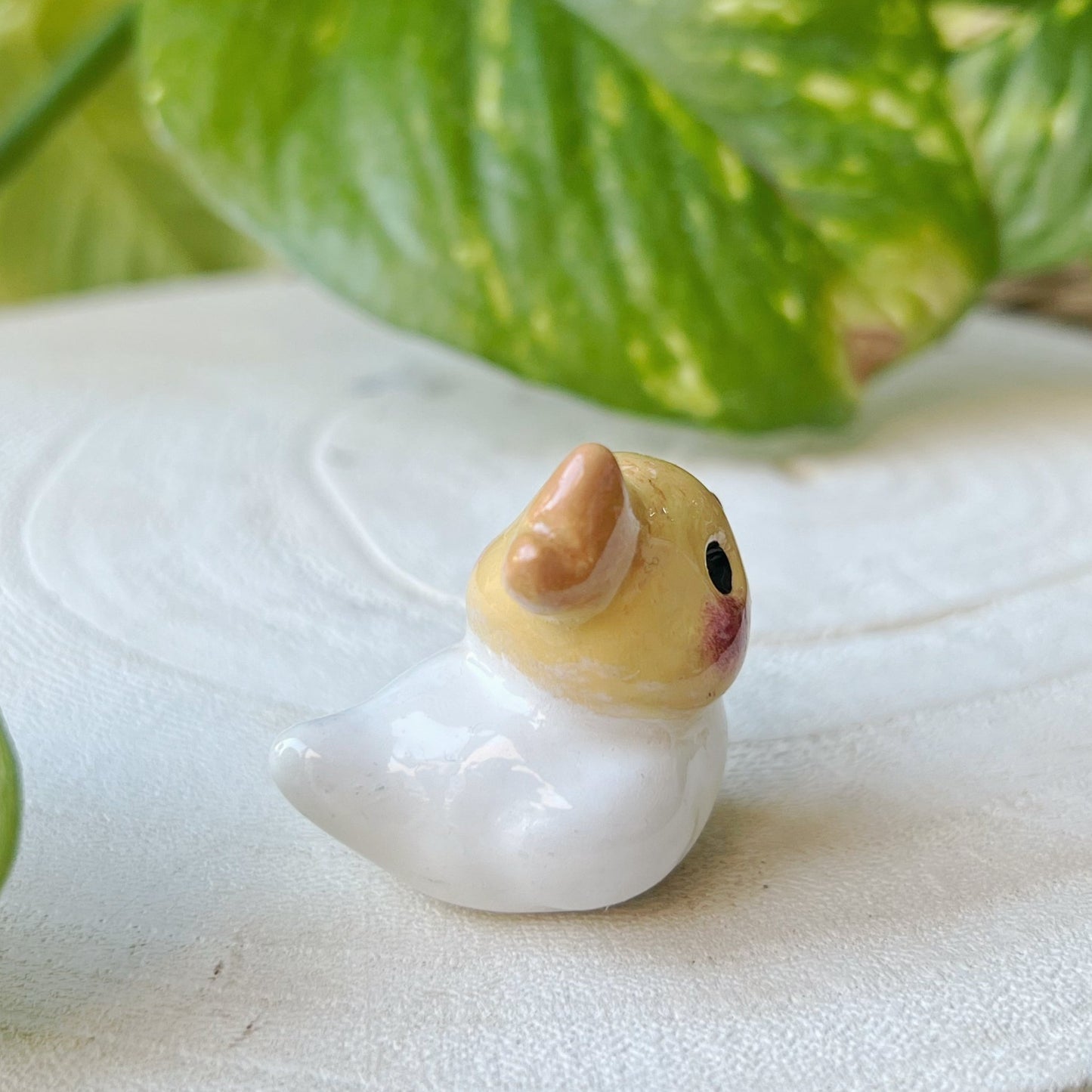 Mini cockatiel